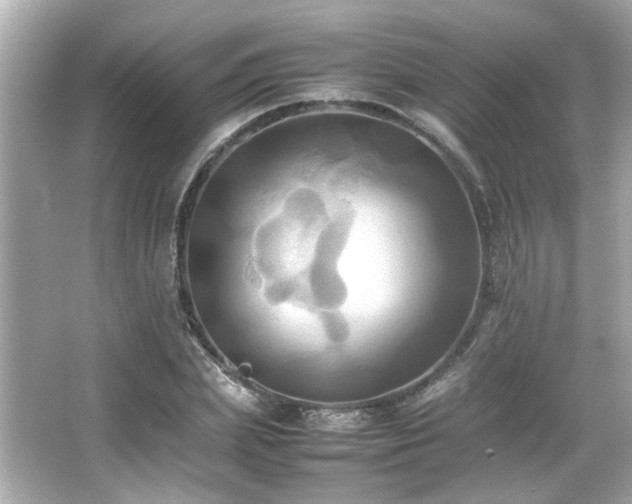 X0000066520831200603171216