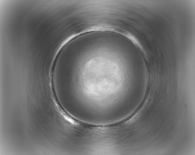 X0000066520854200603171216