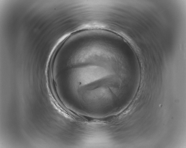 X0000066520864200603171216