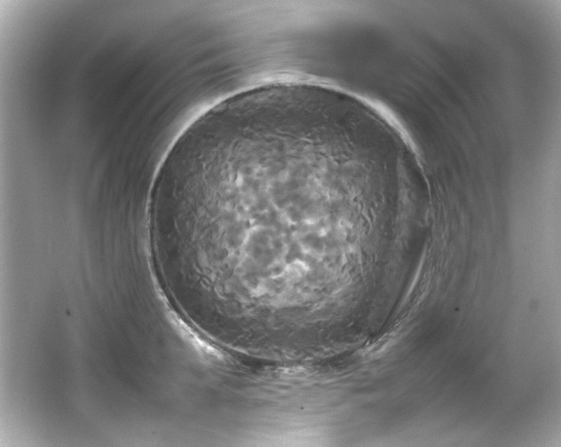 X0000066520903200603171215