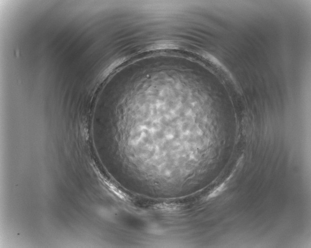 X0000066520929200603171214