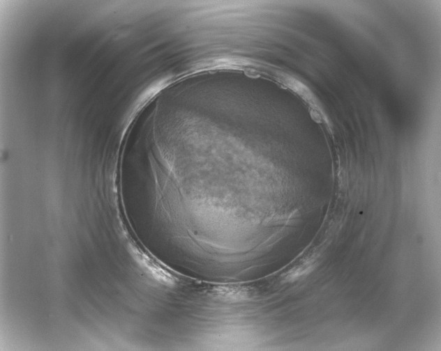 X0000066520954200603171215