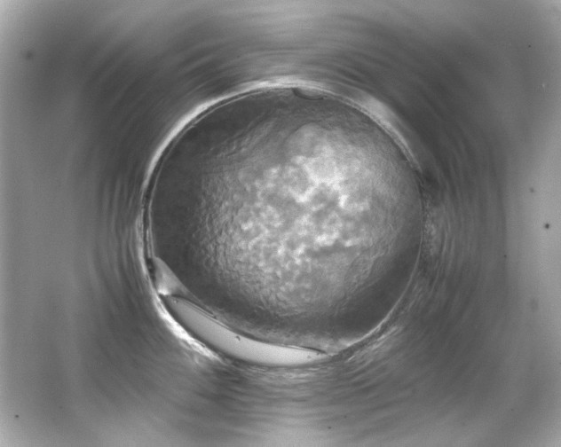 X0000066521100200603171211