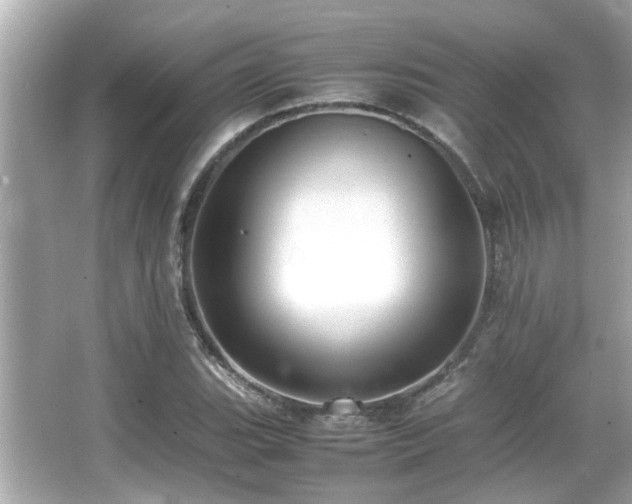 X0000066521119200603171211