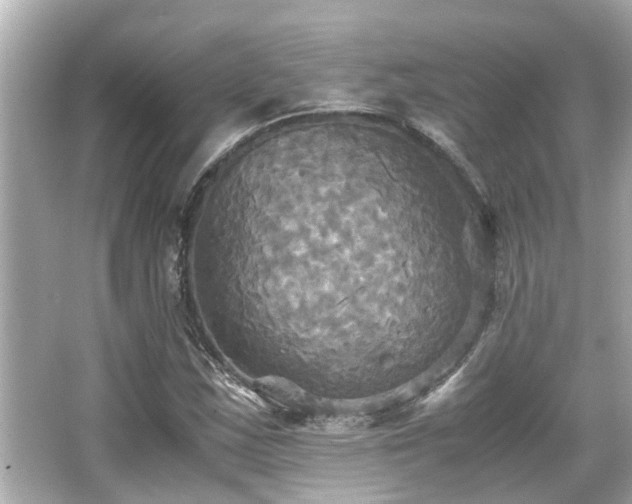 X0000066521163200603171210