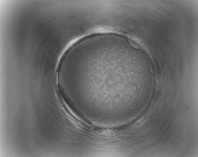 X0000066521175200603171210