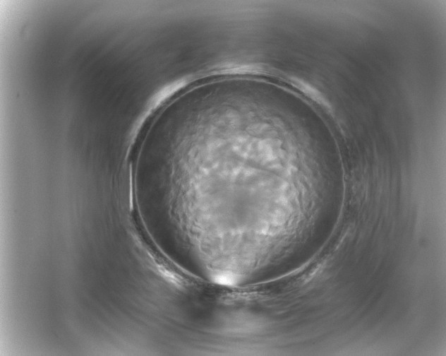 X0000066521223200603171209