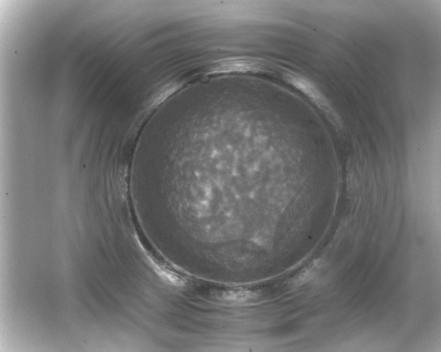 X0000066521233200603171209