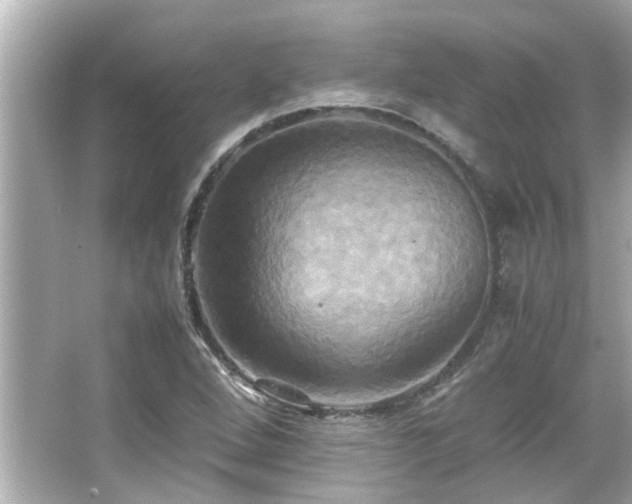 X0000066521264200603171209