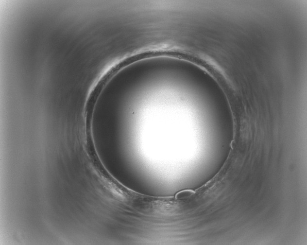 X0000066521270200603171209