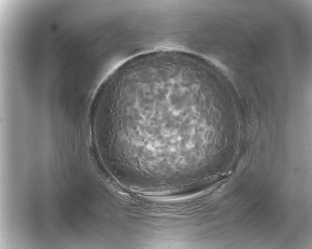 X0000066521271200603171209