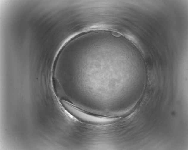 X0000066521288200603171208