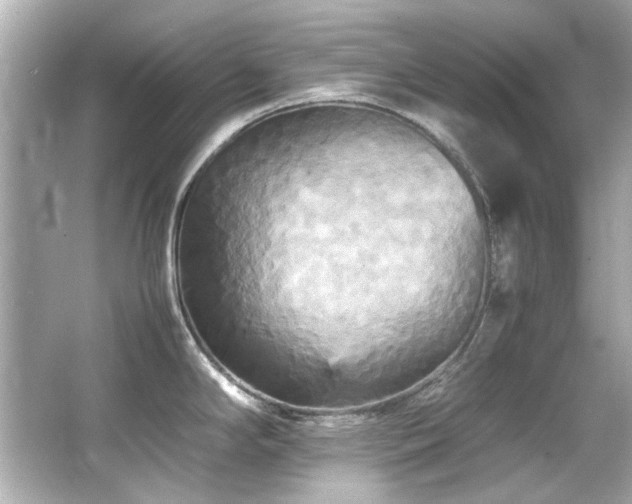 X0000066521294200603171208