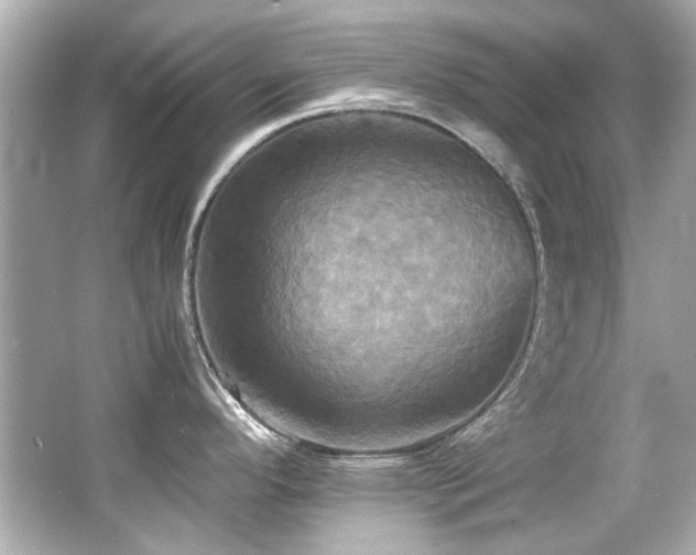 X0000066521296200603171208