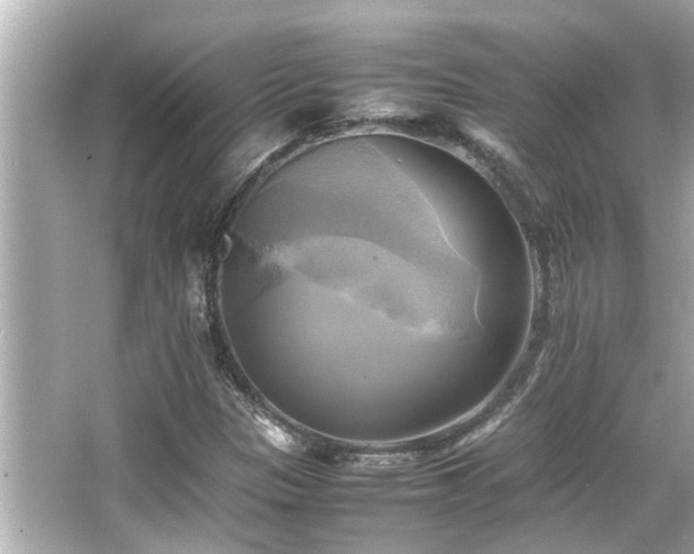 X0000066521305200603171207