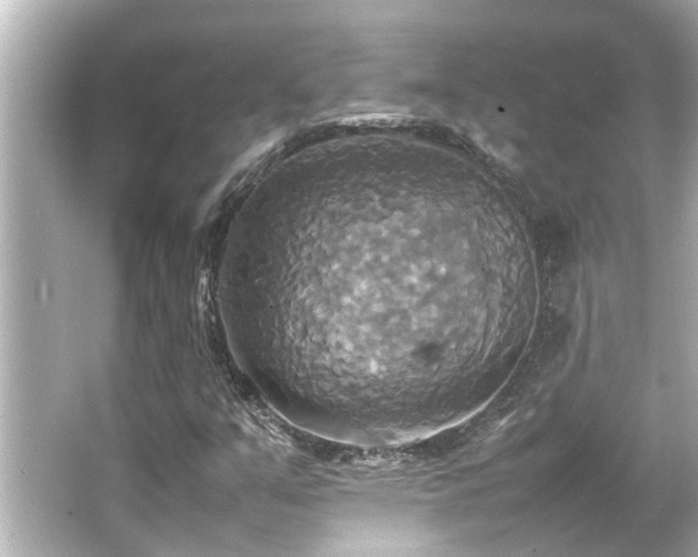 X0000066521351200603171207