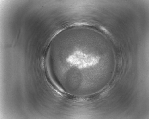 X0000066521361200603171207