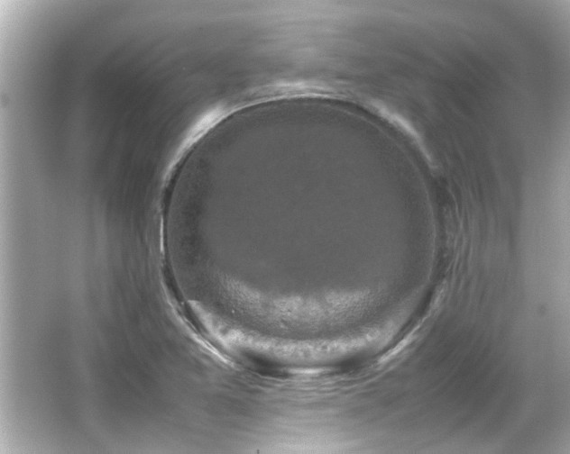 X0000066521365200603171207