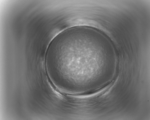 X0000066521513200603171204