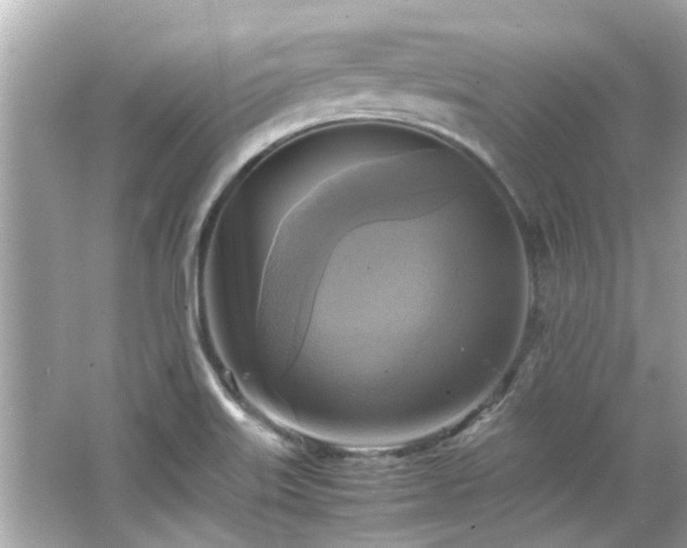 X0000066521515200603171205