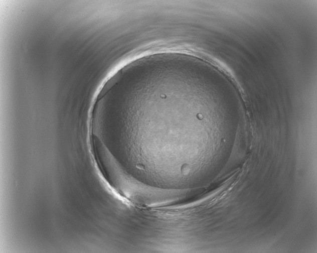 X0000066521528200603171205