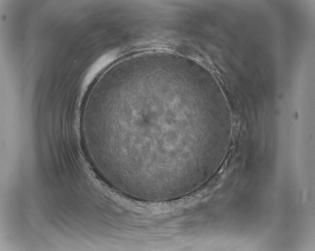 X0000066520006200603201335