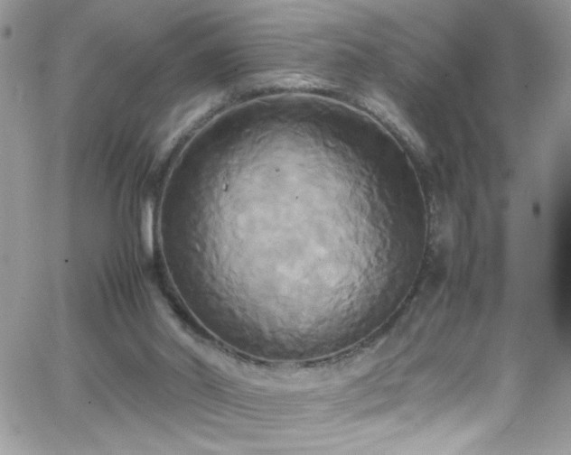 X0000066520014200603201335