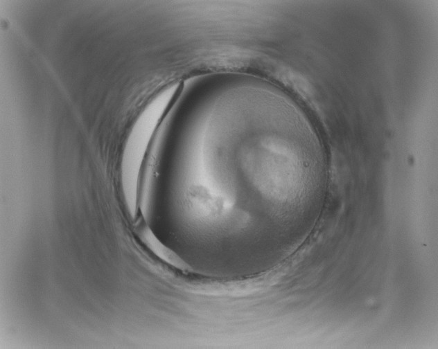 X0000066520017200603201335