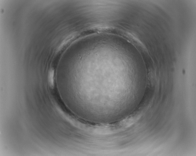 X0000066520024200603201335