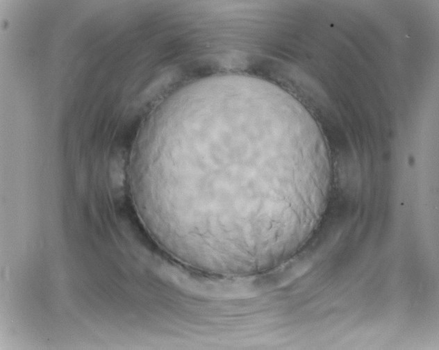 X0000066520032200603201335