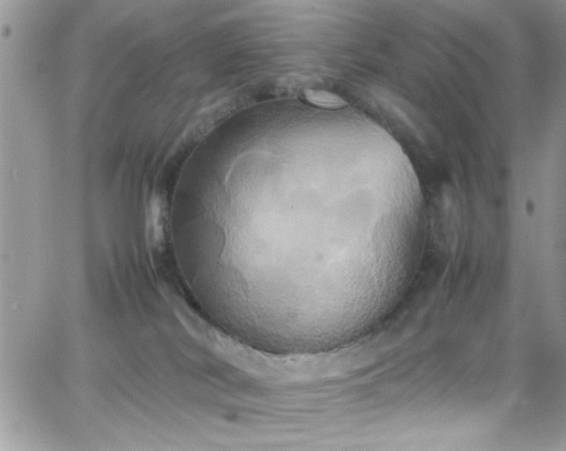 X0000066520038200603201335