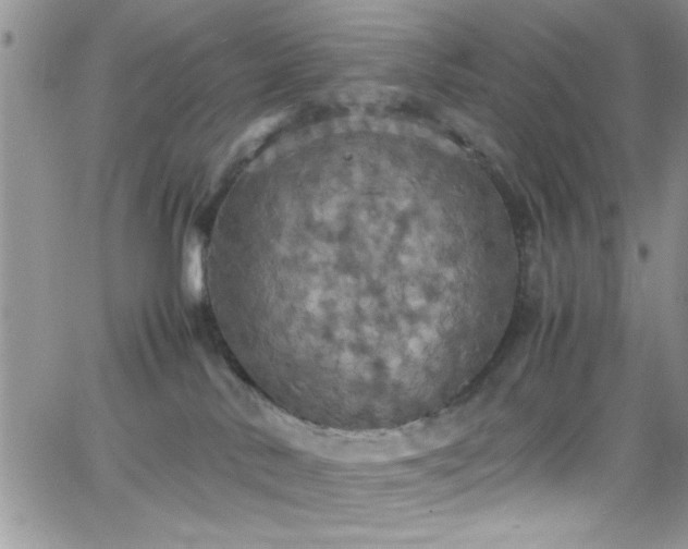 X0000066520042200603201335