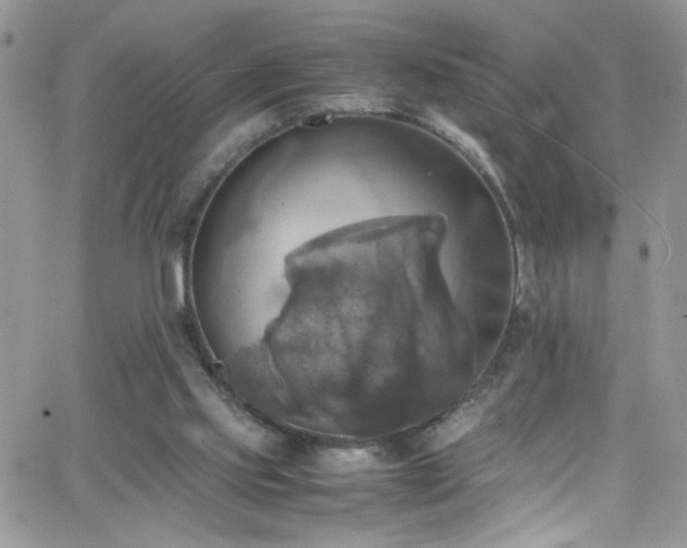 X0000066520061200603201334