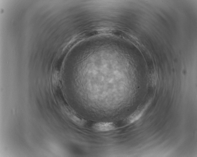 X0000066520093200603201334