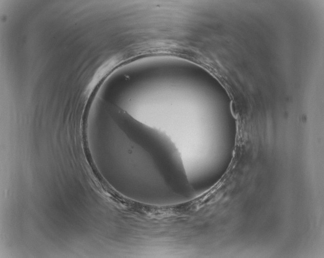 X0000066520099200603201334