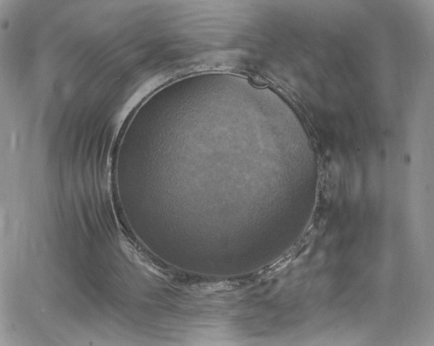 X0000066520100200603201334