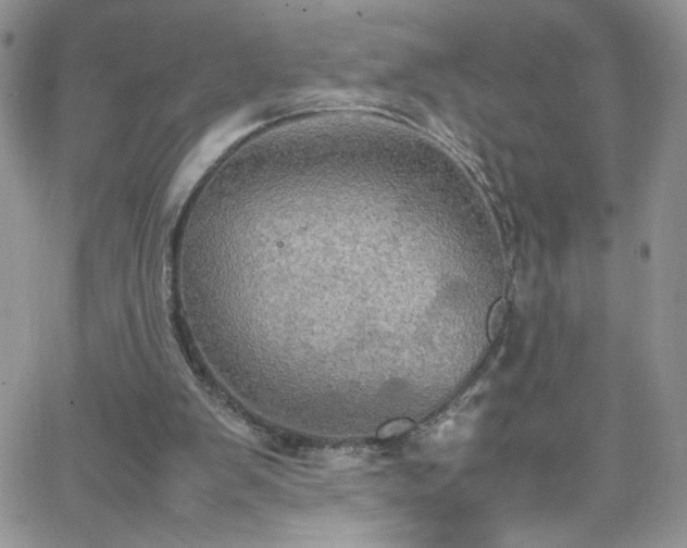 X0000066520103200603201334