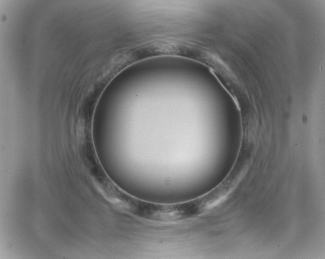 X0000066520213200603201332