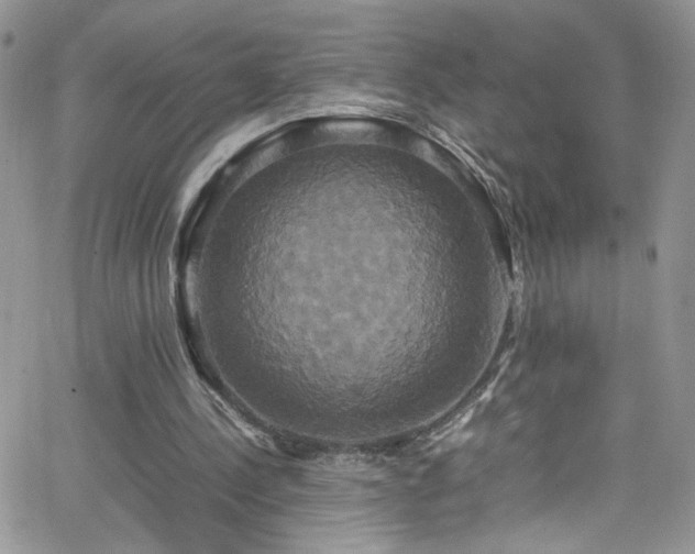 X0000066520244200603201331