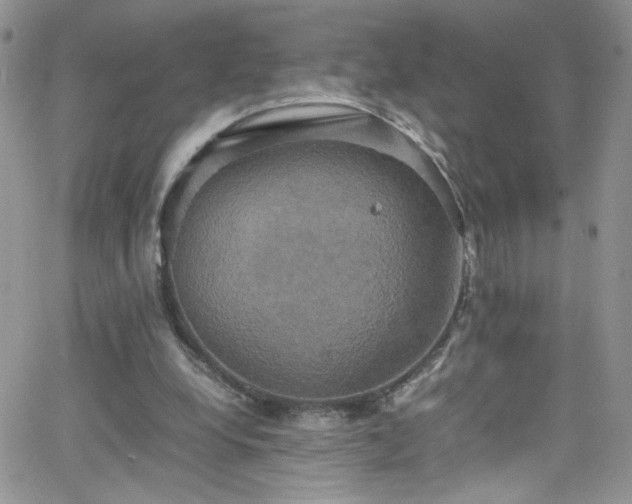 X0000066520248200603201331