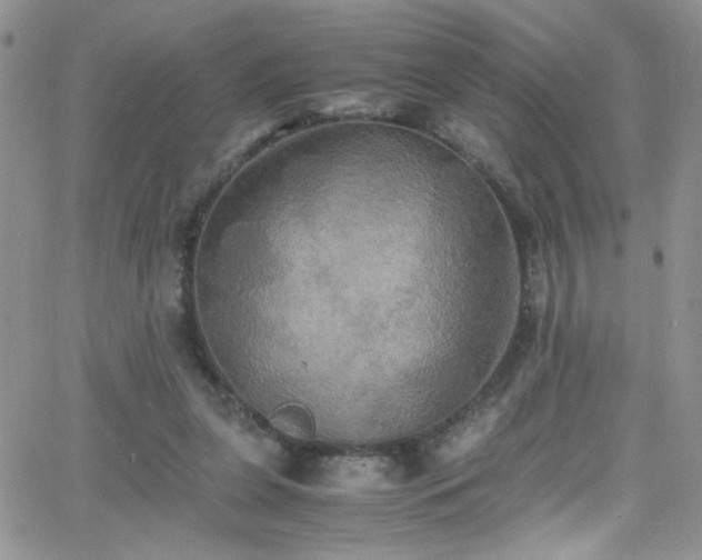 X0000066520255200603201331