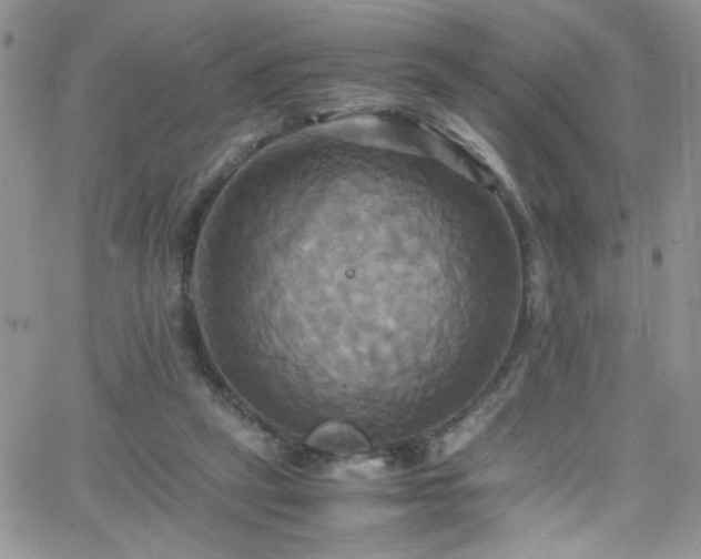 X0000066520257200603201331