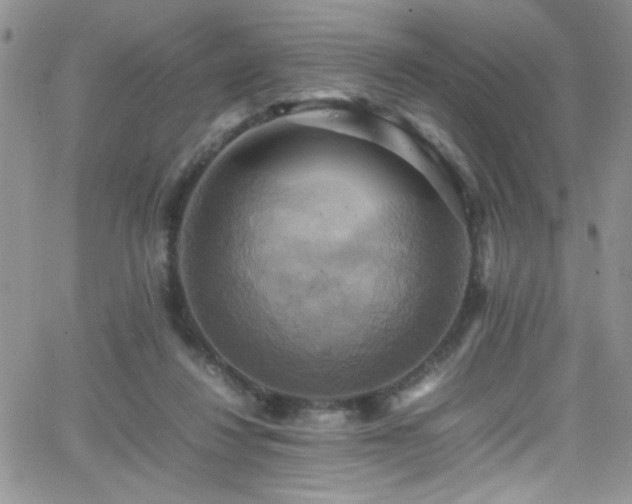 X0000066520260200603201331