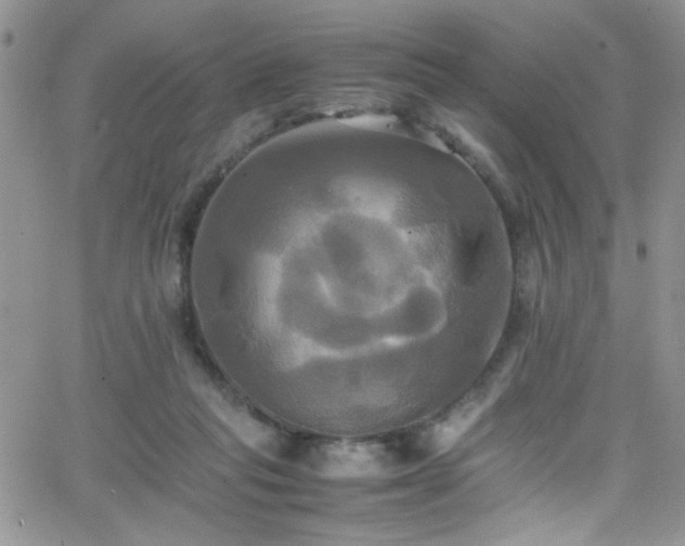 X0000066520261200603201331