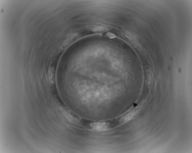 X0000066520273200603201331