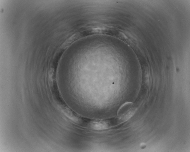 X0000066520275200603201331