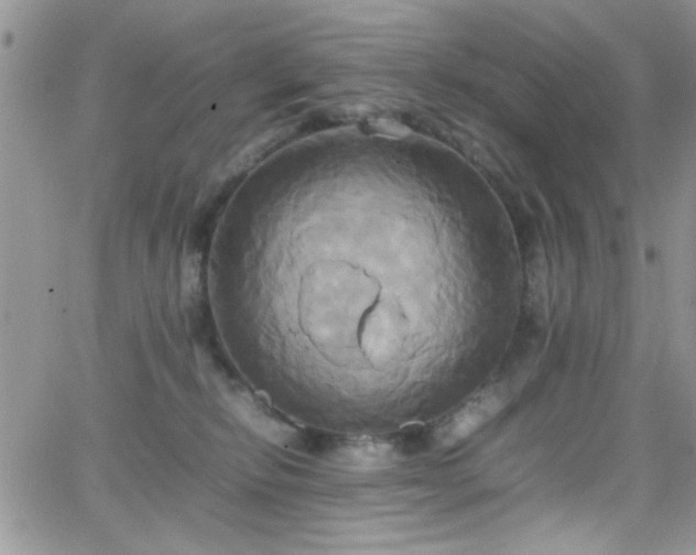 X0000066520278200603201331