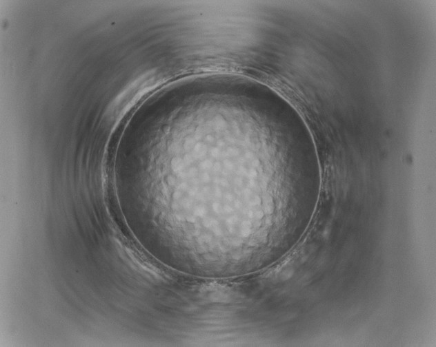 X0000066520290200603201331