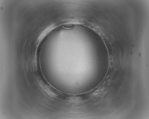 X0000066520296200603201330