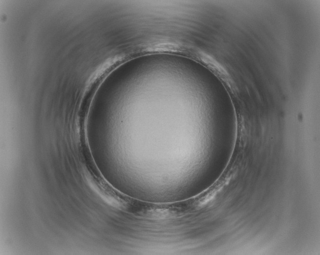 X0000066520298200603201330